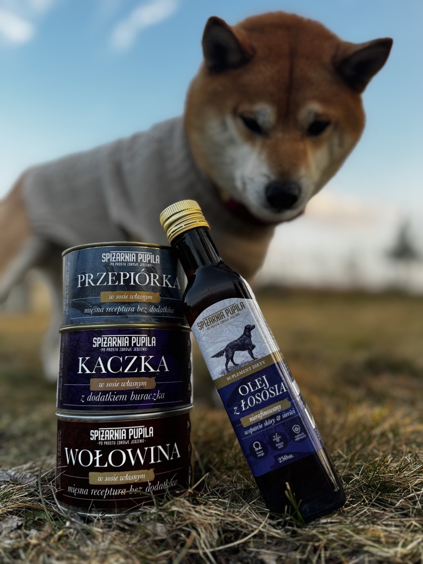 Pies rasy shiba obok puszek karmy